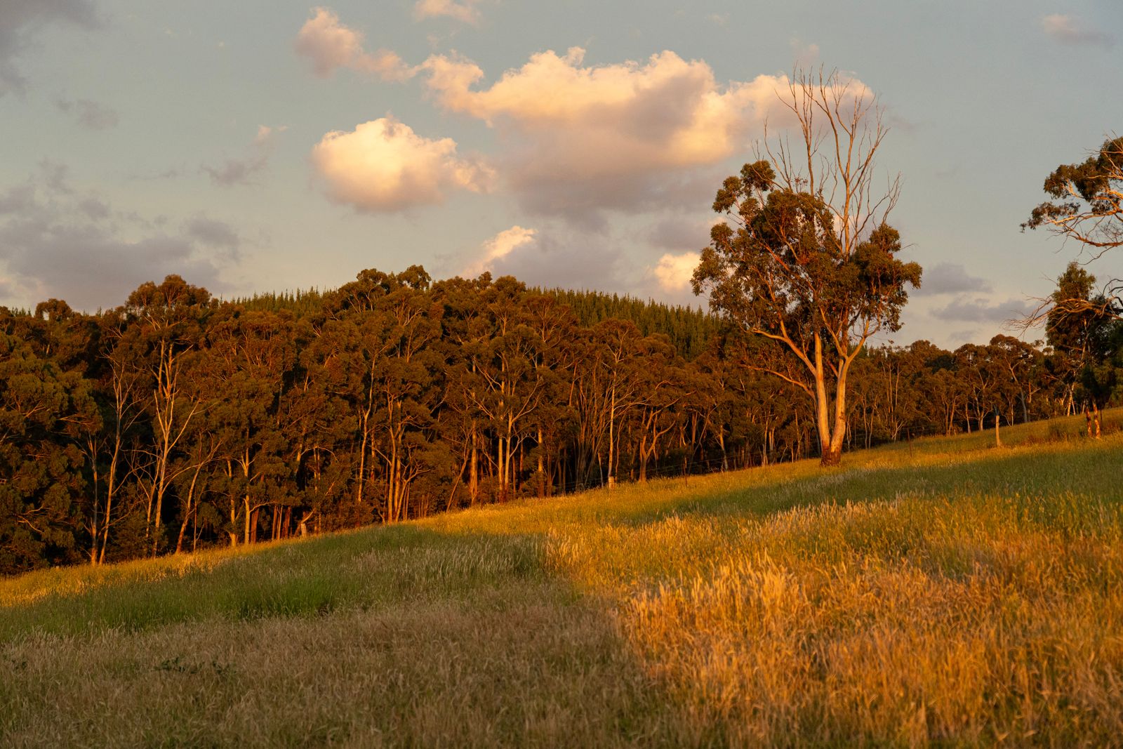Eucalypt woodland on the edge of a cleared paddock